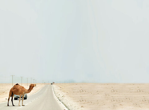 تصادف کامیون با شتر موجب تلف شدن حیوان شد